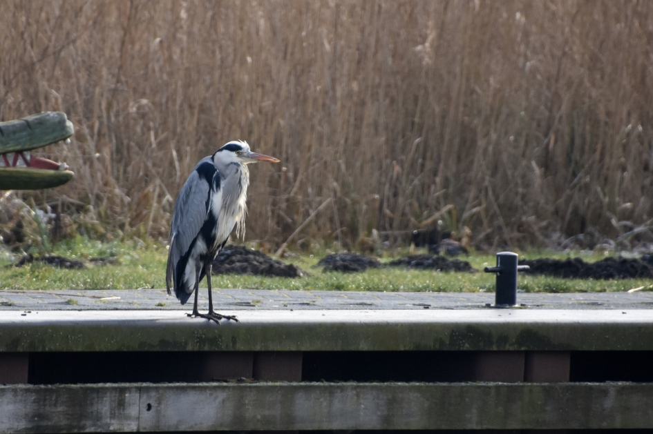 Reiger aan de kant - Vogels - 