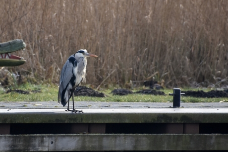 Reiger aan de kant