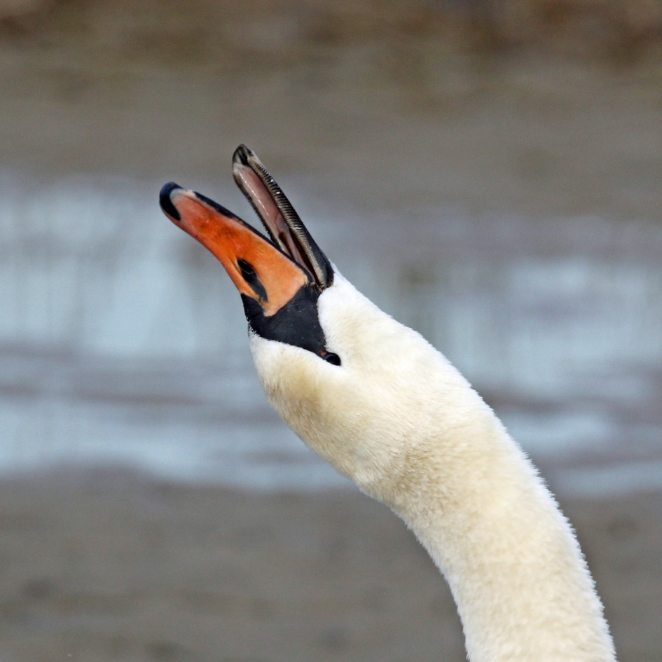 Rekken en strekken - Vogels - 