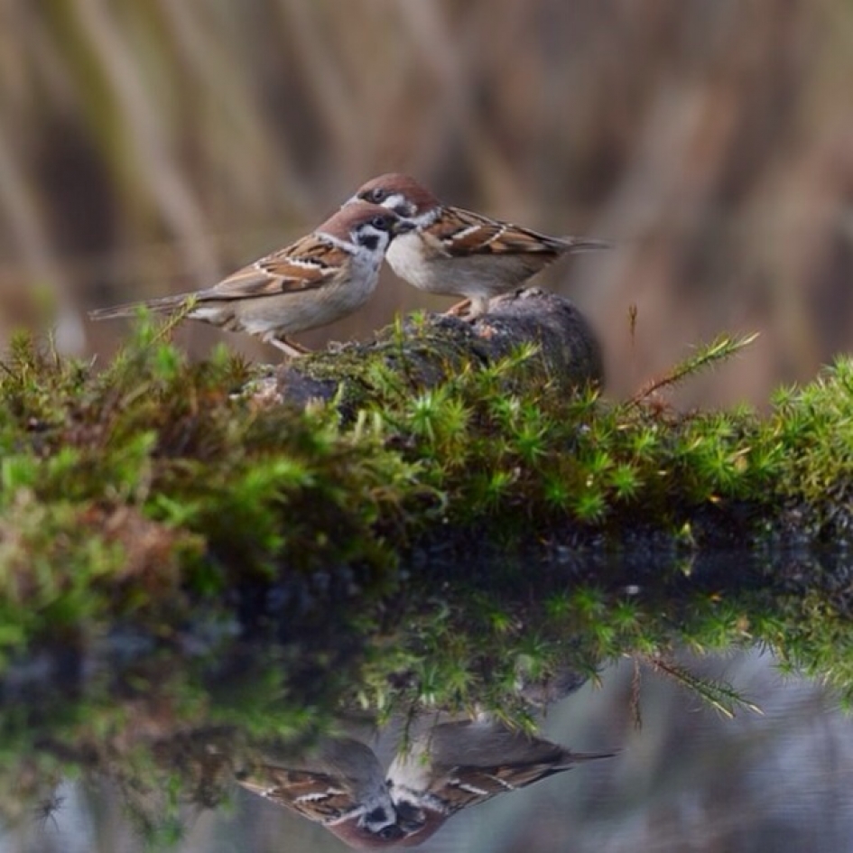 Ringmusjes - Vogels - Ringmus