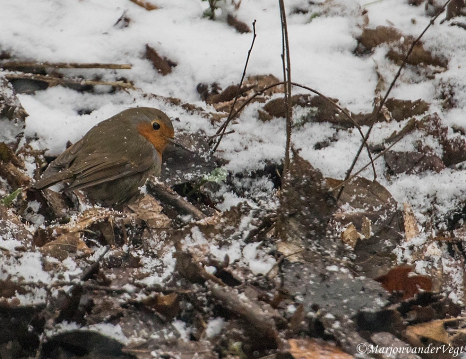 Robin - Vogels - Roodborstje