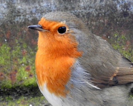 Robin