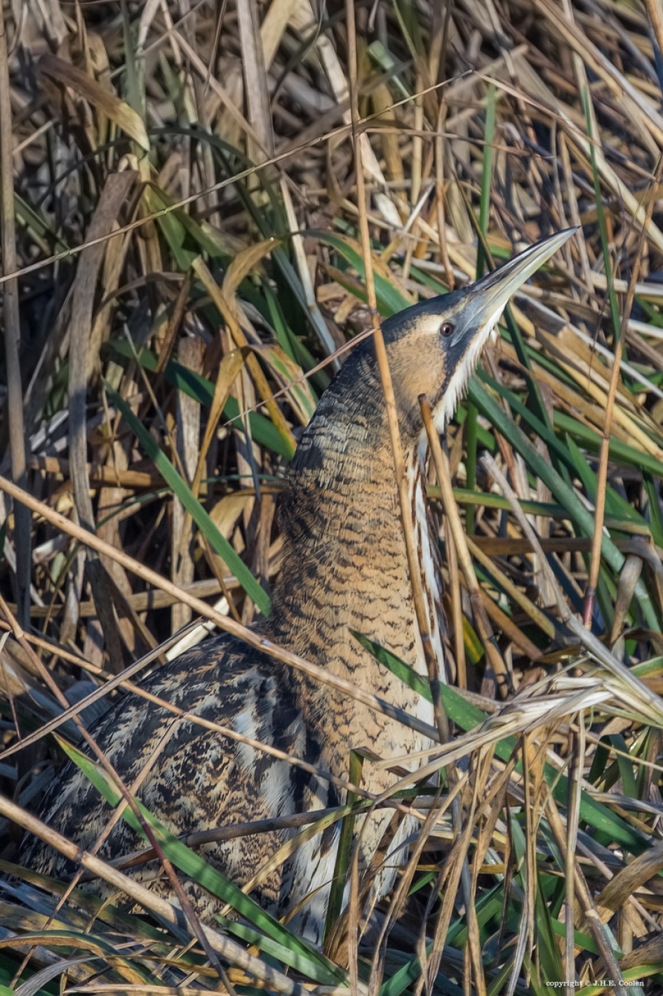 Roerdomp - Vogels - Roerdomp