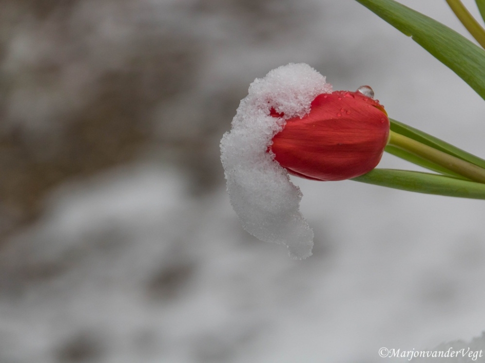 Rood - Planten - tulp
