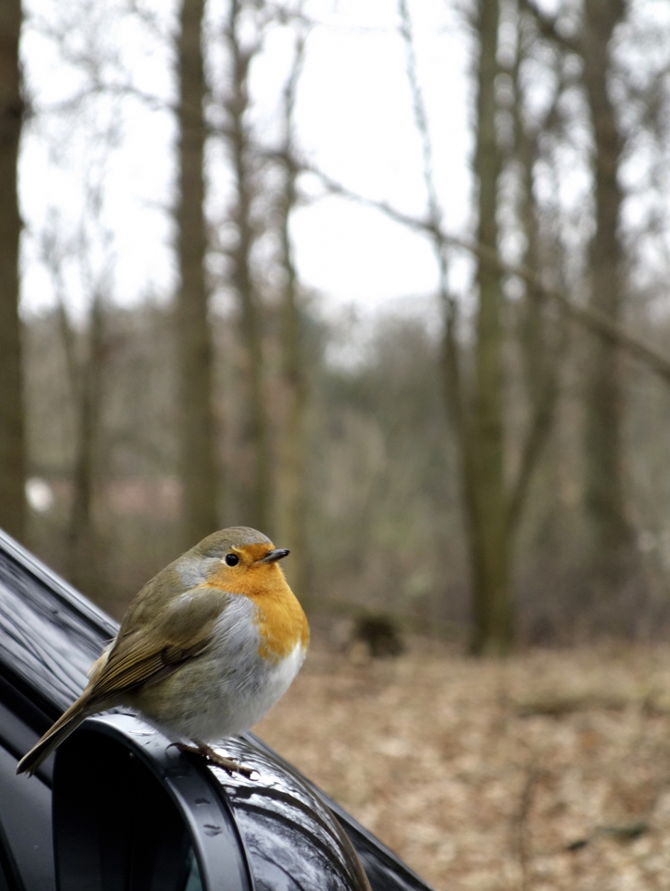 ROODBORST KONINGSHOF HAARLEM - Vogels - Hans Hoenselaars