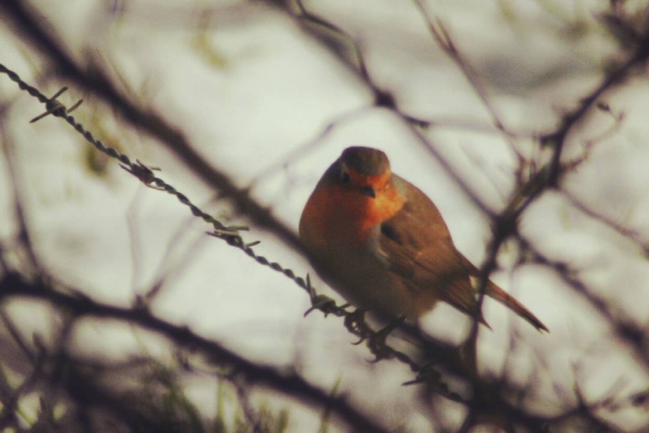 roodborstje - Vogels - roodborstje