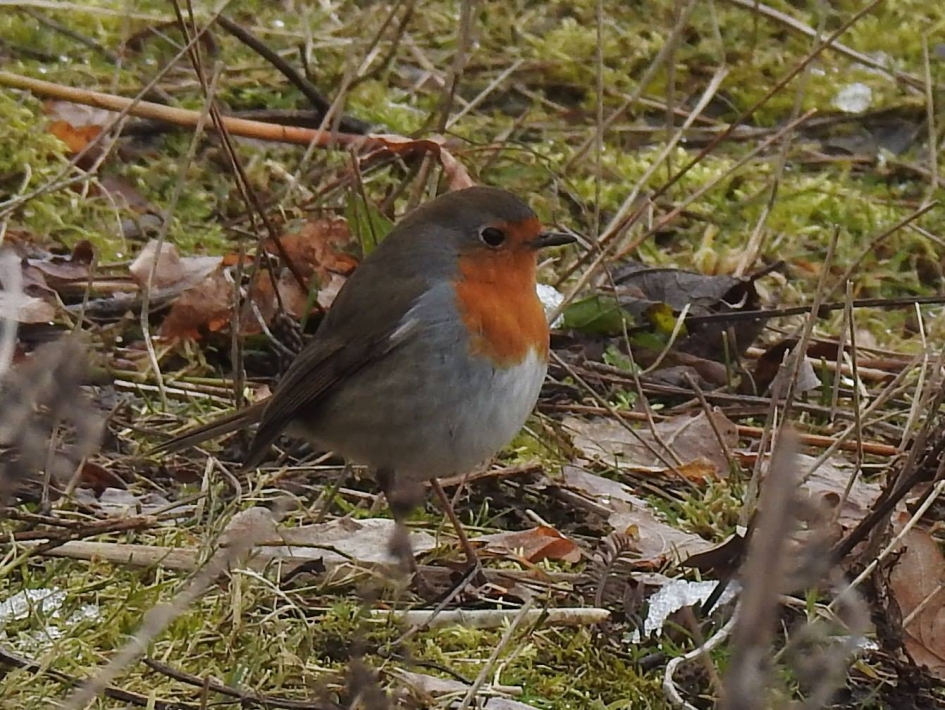 Roodborstje foerageert bij de Oelemars - Vogels - Roodborstje