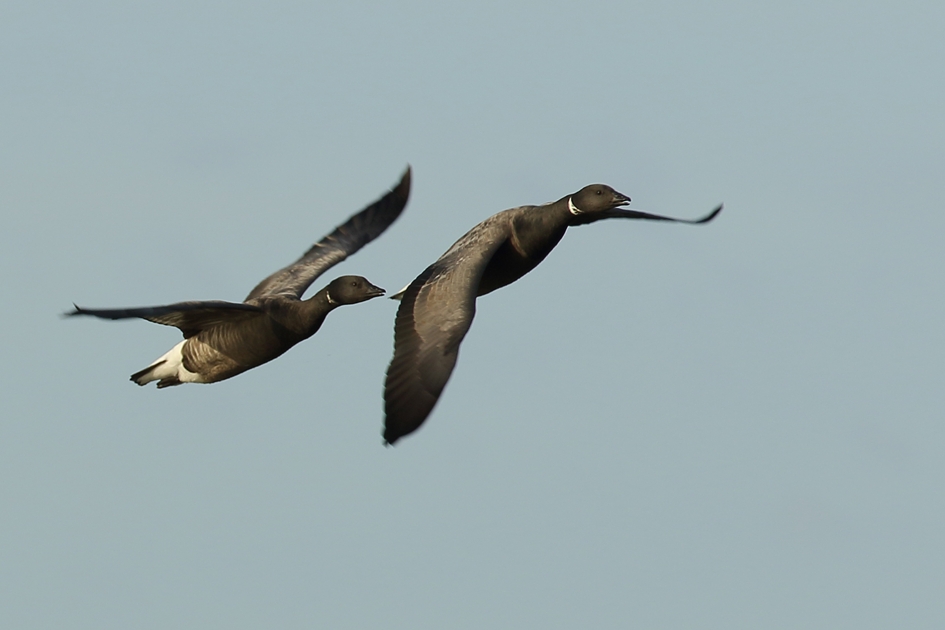 rotganzen - Vogels - 