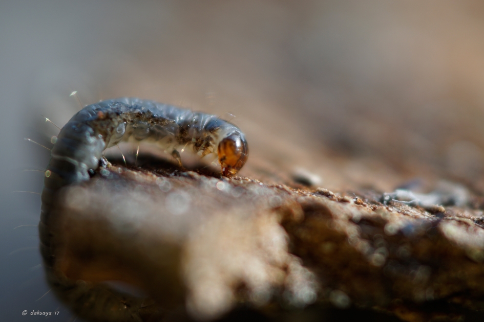 Rupsje - Geleedpotigen - 