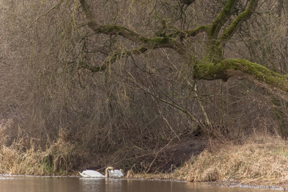 Rustig - Vogels - Knobbelzwaan