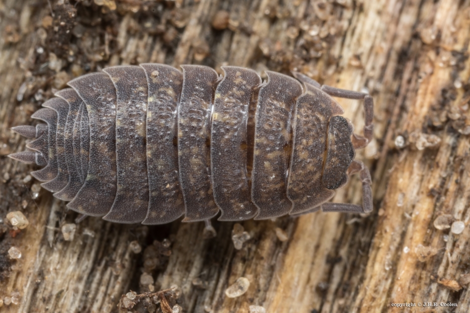 Ruwe Pissenbed - Geleedpotigen - Ruwe Pissenbed