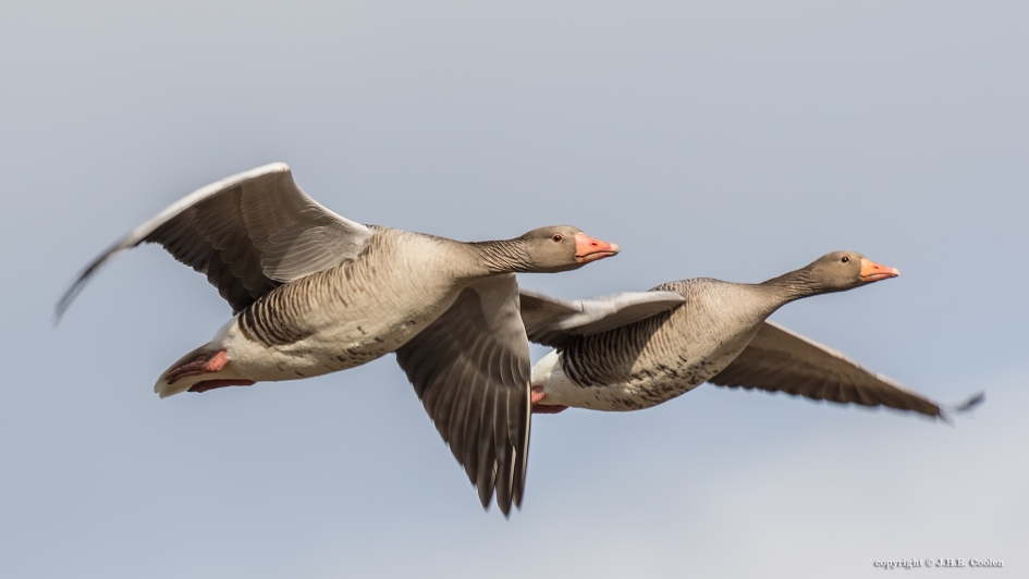 Samen - Vogels - Grauwe gans