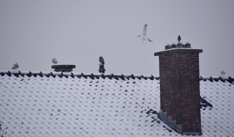 Samen op het dak, ja....