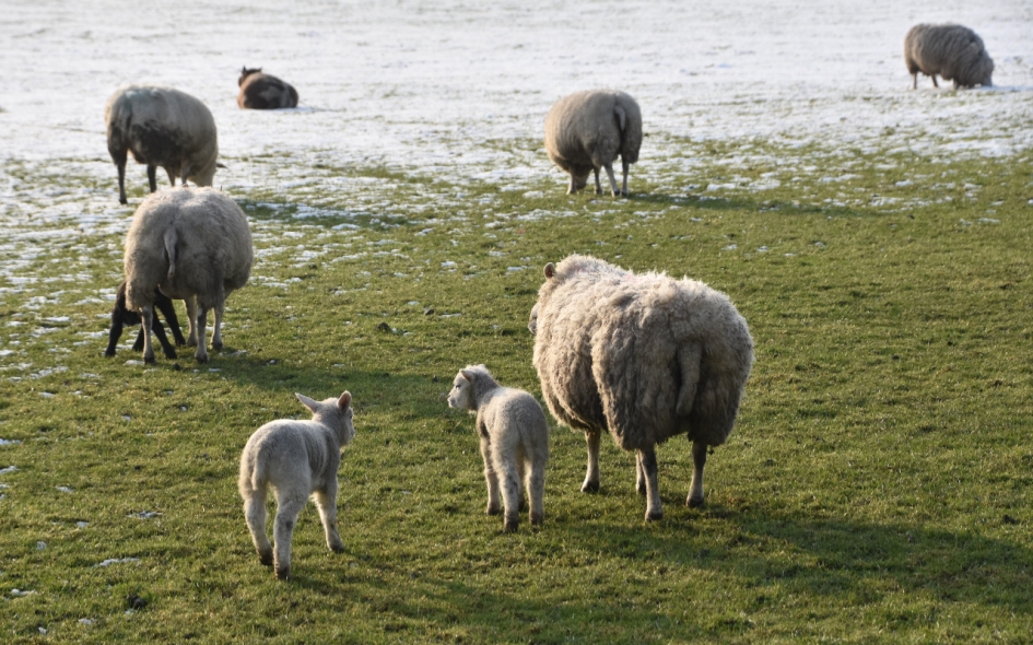Schaapjes in de sneeuw - Zoogdieren - 