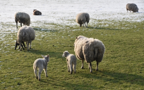Schaapjes in de sneeuw