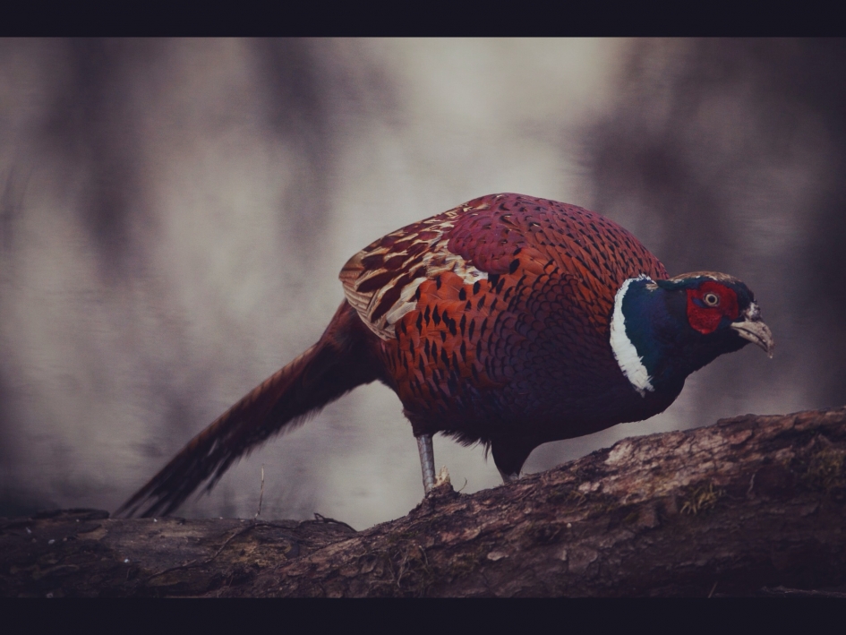 Schemering - Vogels - Fazant