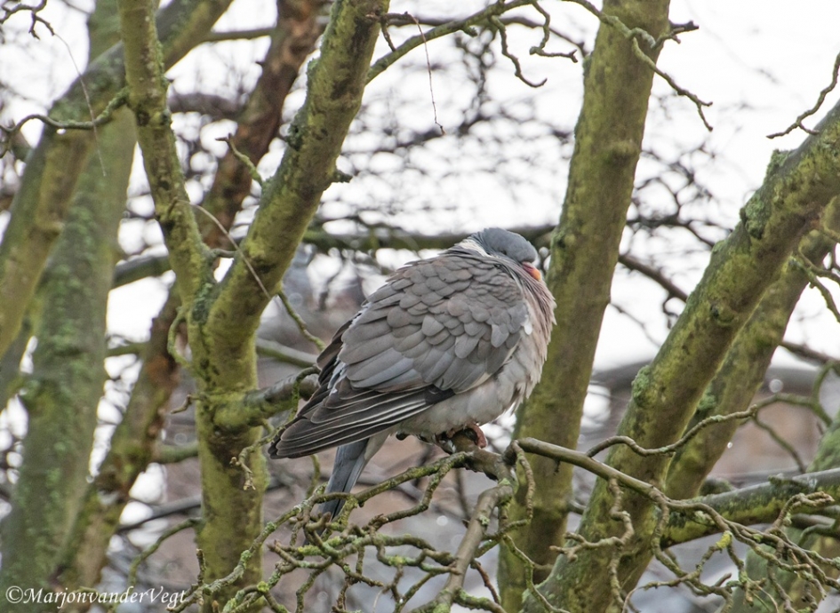 Schone slaper - Vogels - houtduif