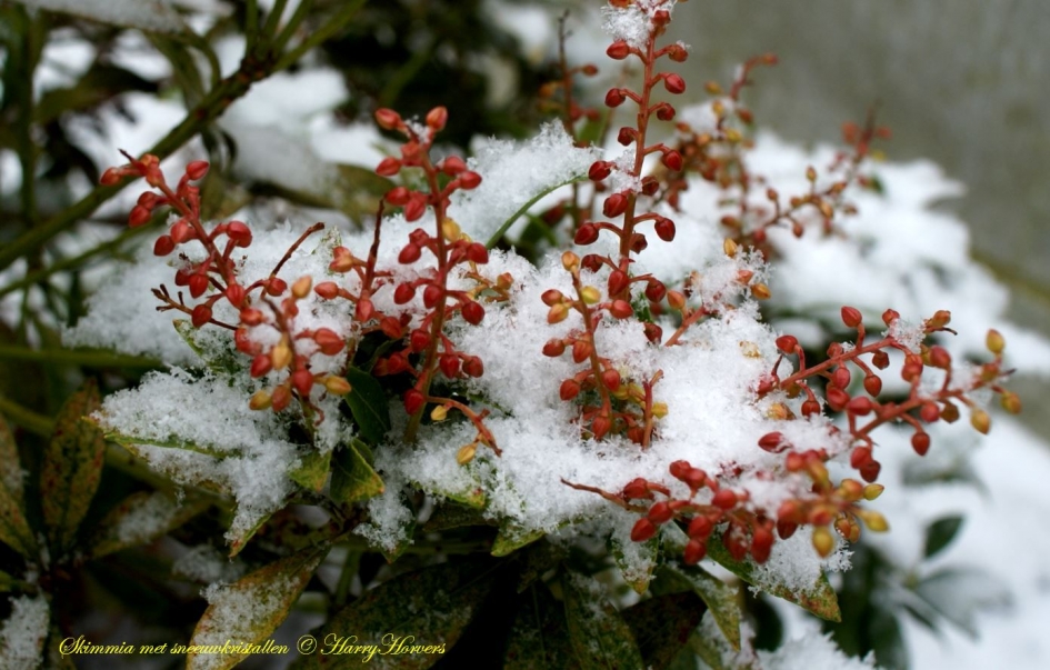 Skimmia met sneeuwkristallen - Planten - 