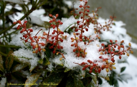 Skimmia met sneeuwkristallen