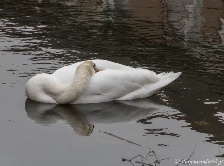 Slaap zwaantje slaap