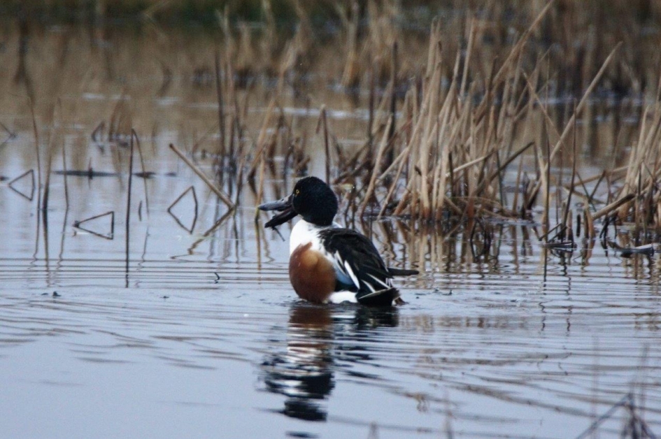 Slob eend - Vogels - Slobeend