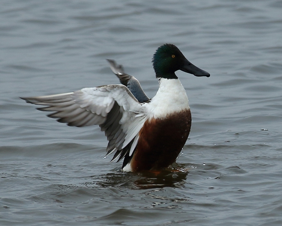 slobeend -m- - Vogels - 
