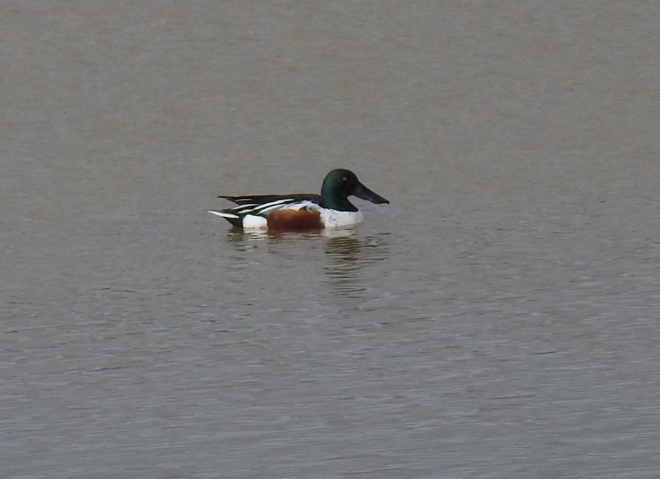 Slobeend - Vogels - Slobeend