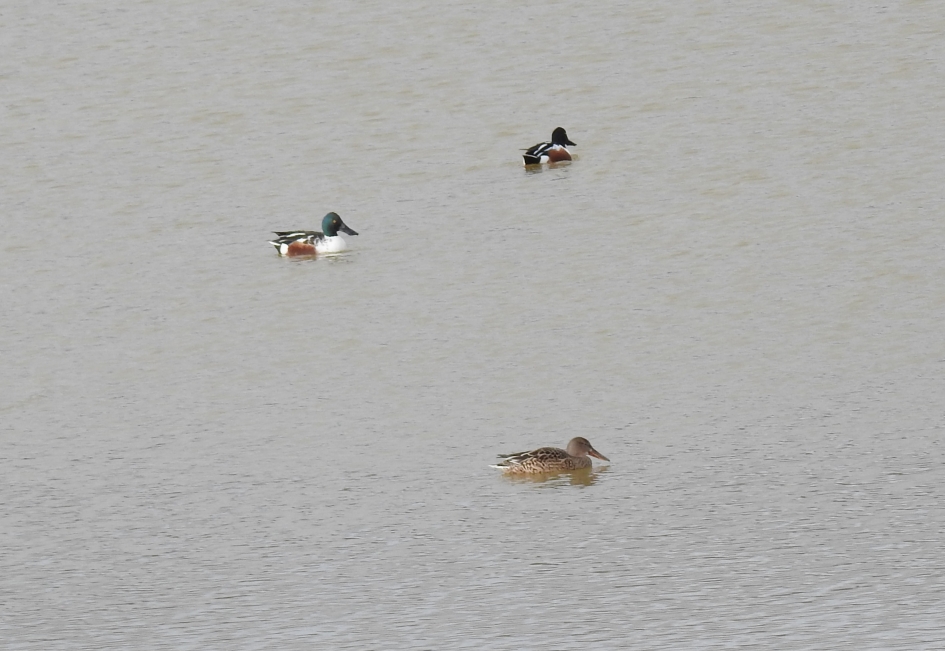Slobeenden - Vogels - Slobeend