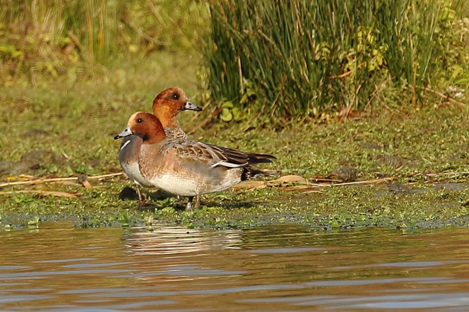 smient m + v - Vogels - 