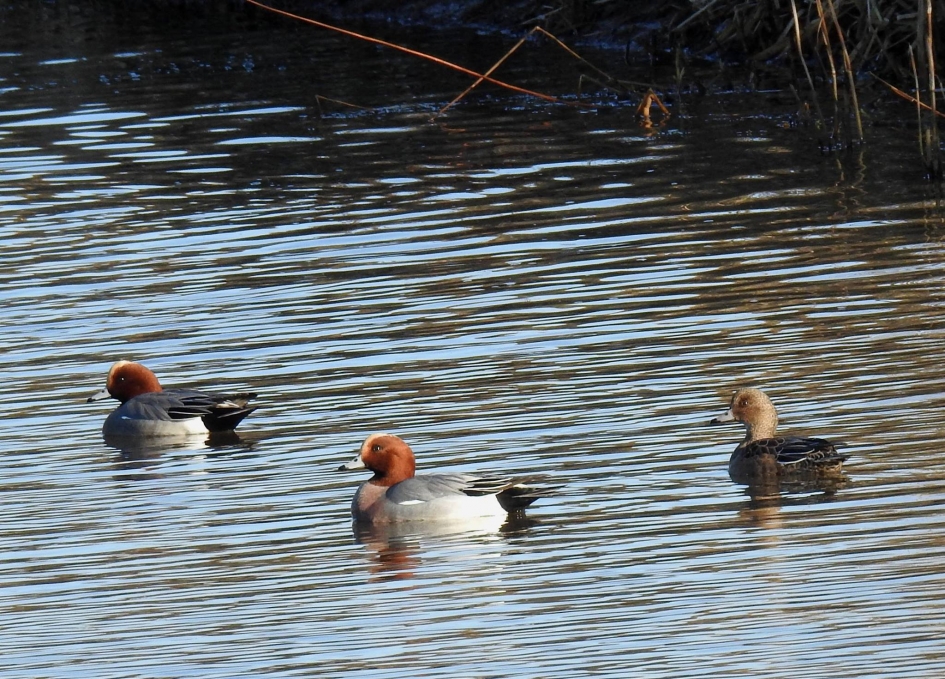 Smienten - Vogels - Smient