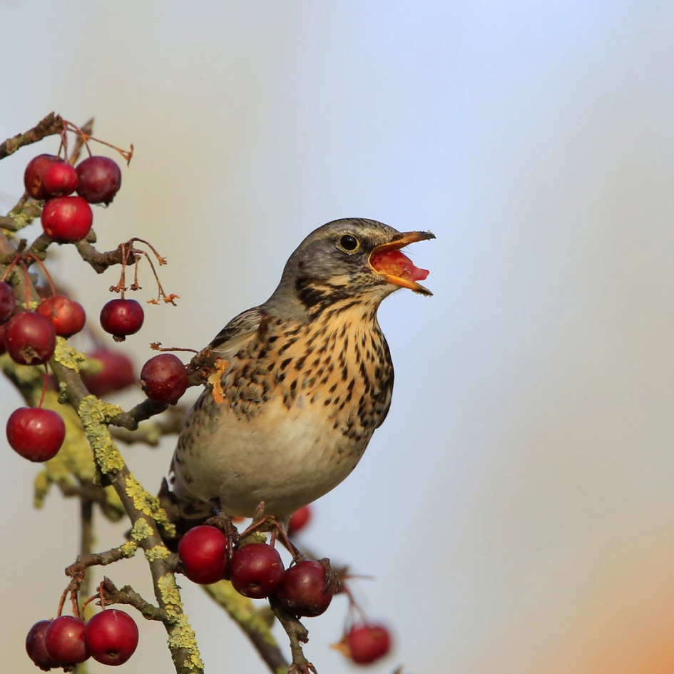 Smullen ... - Vogels - Kramsvogel