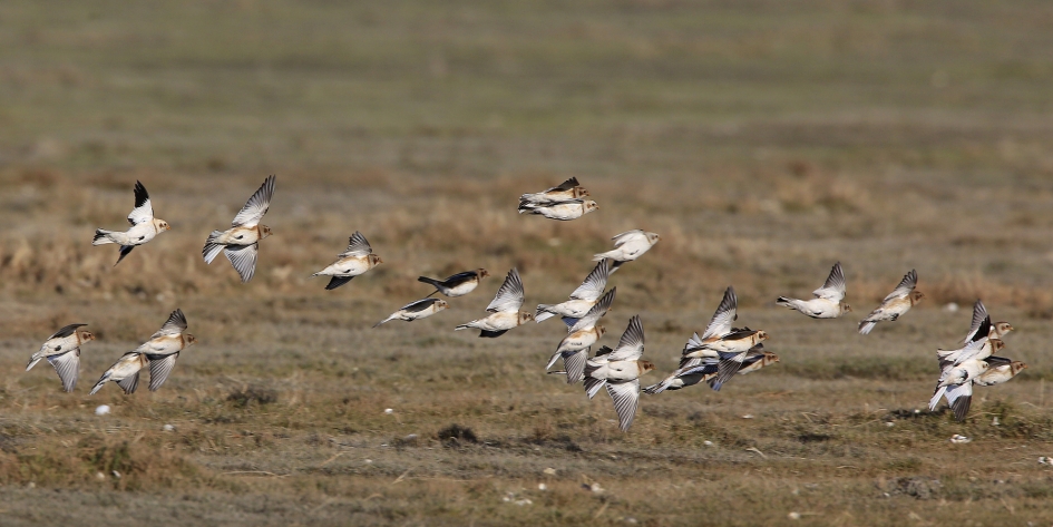 Sneeuwgors - Vogels - Sneeuwgors