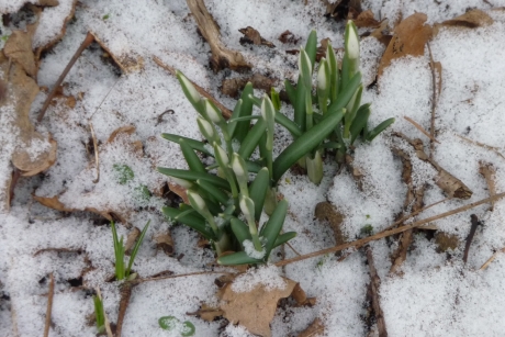 Sneeuwklokjes