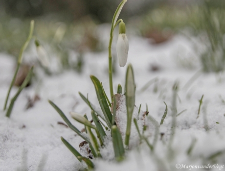 Sneeuwklokjes