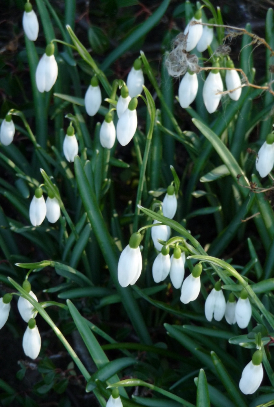 Sneeuwklokjes - Planten - 