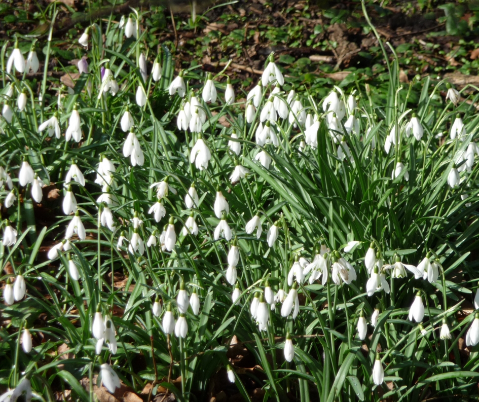 Sneeuwklokjes - Planten - 