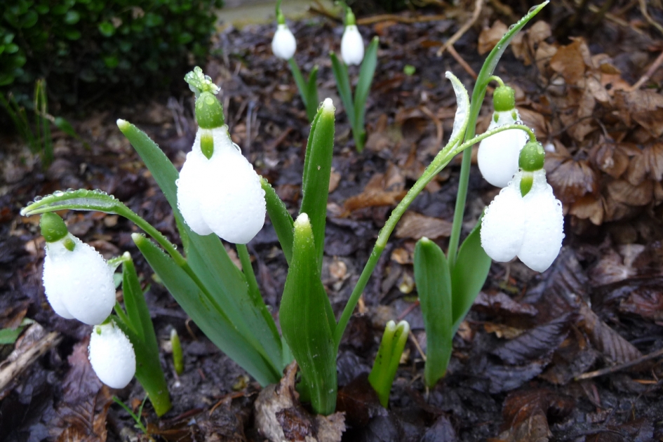 Sneeuwklokjes - Planten - 