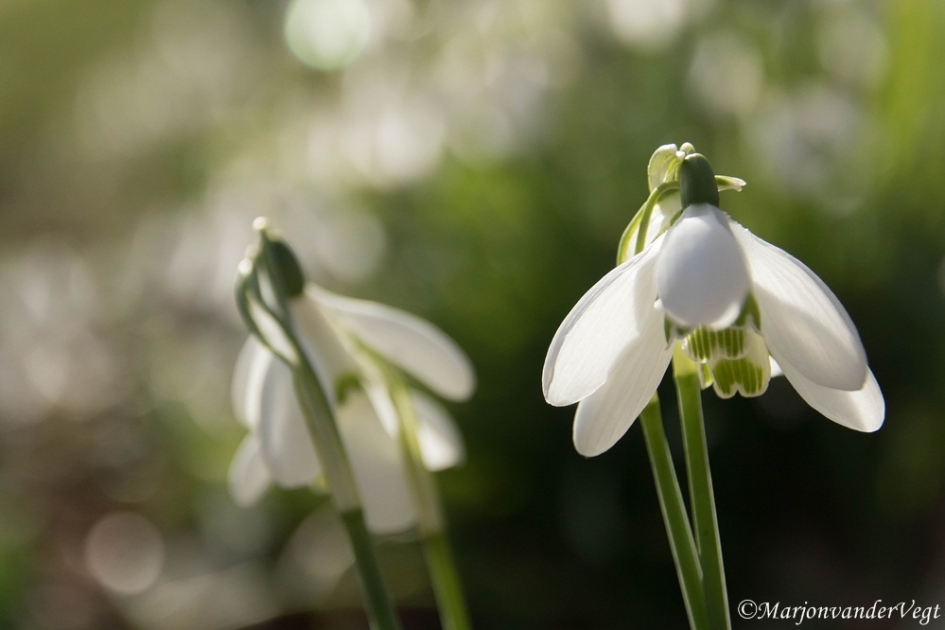Sneeuwklokjes - Planten - sneeuwklokjes