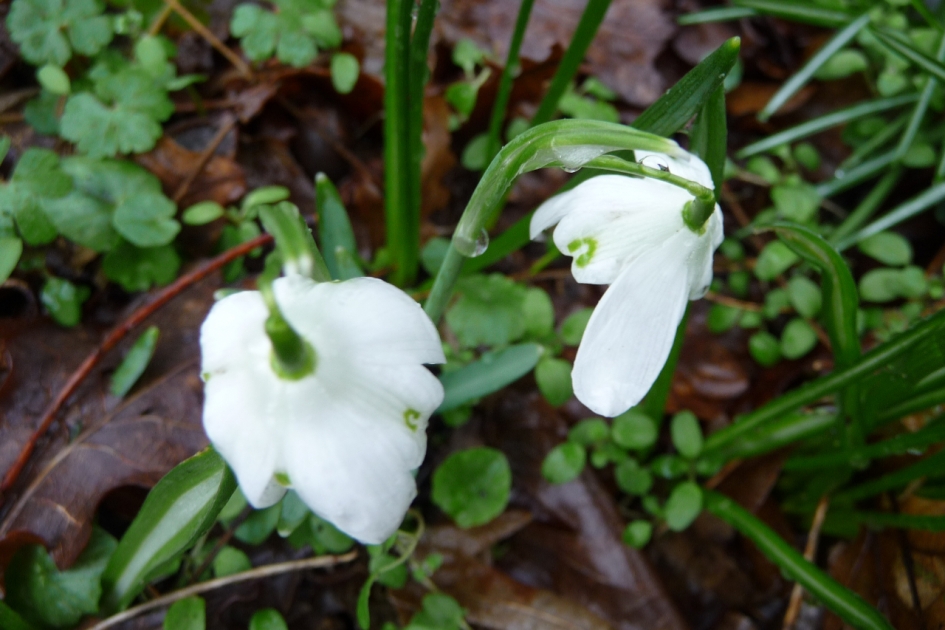 Sneeuwklokjes - Planten - 