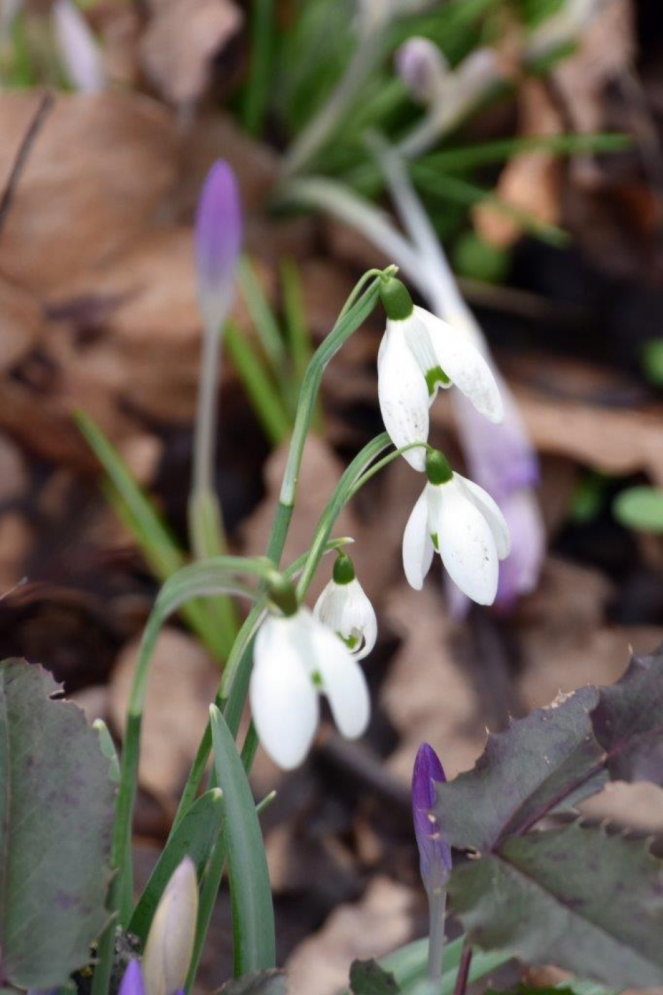 Sneeuwklokjes - Planten - 