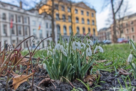 Sneeuwklokjes op 't Voorhout