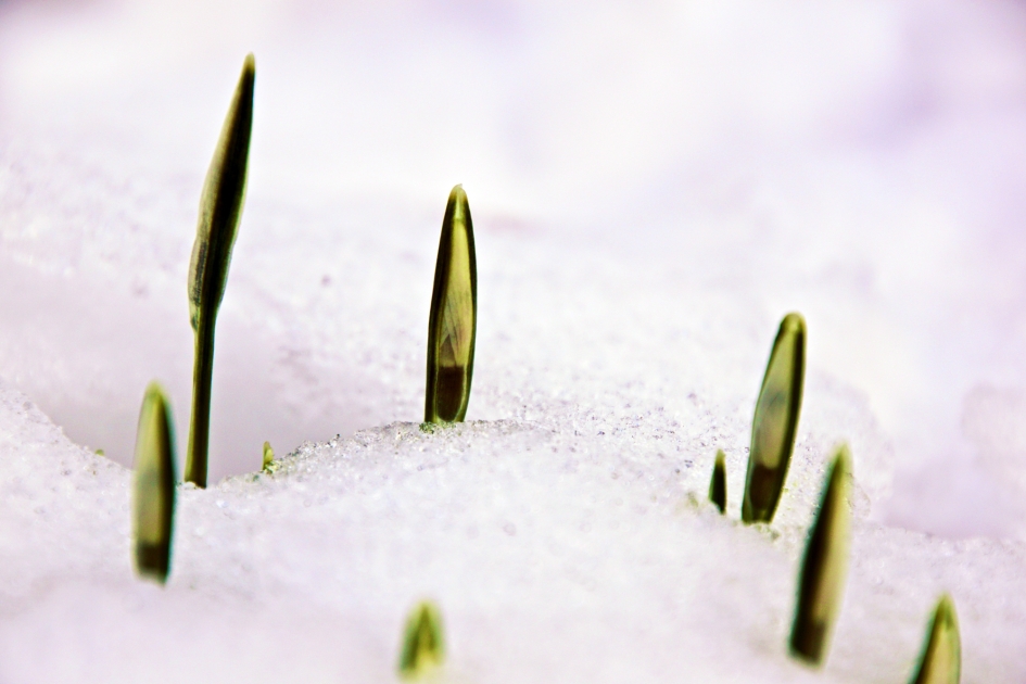Sneeuwklokjes zoals het hoort - Planten - sneeuwklokje