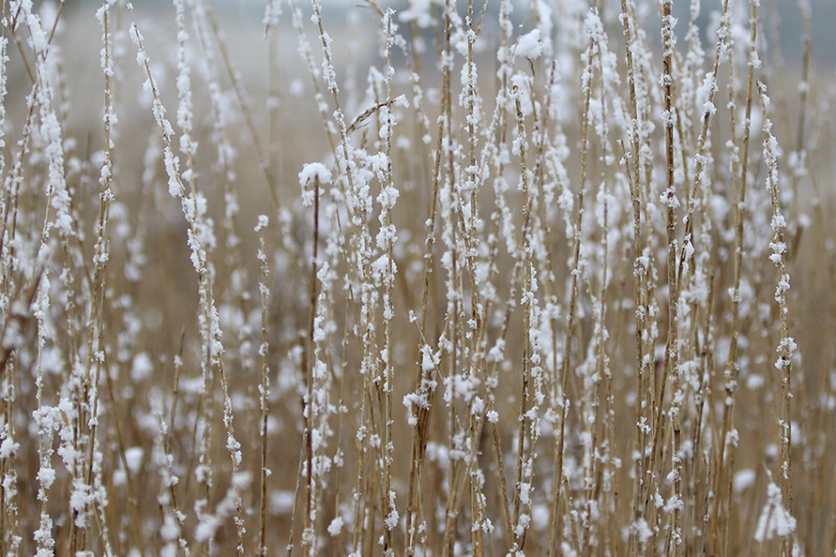 sneeuwpracht - Planten - 