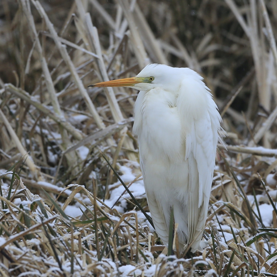 Sneeuwwitje - Vogels - Grote Zilverreiger