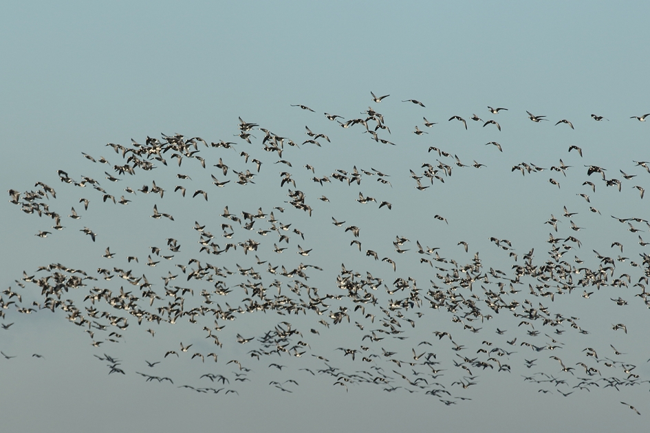 spectaculair - Vogels - 