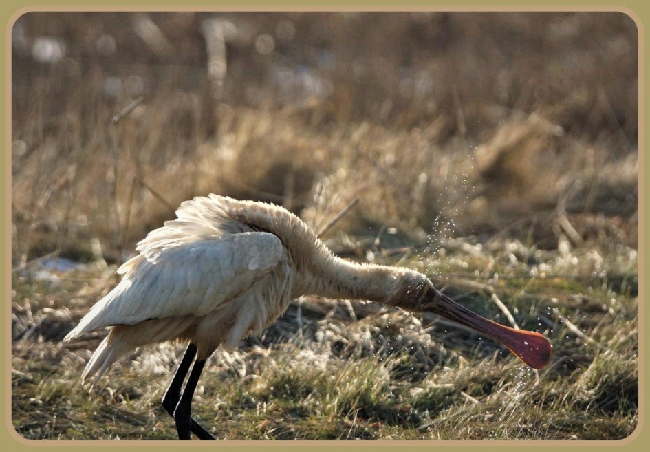 Spetter de spetter - Vogels - Lepelaar