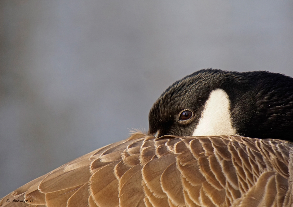 Spiedend oog - Vogels - Canadese gans
