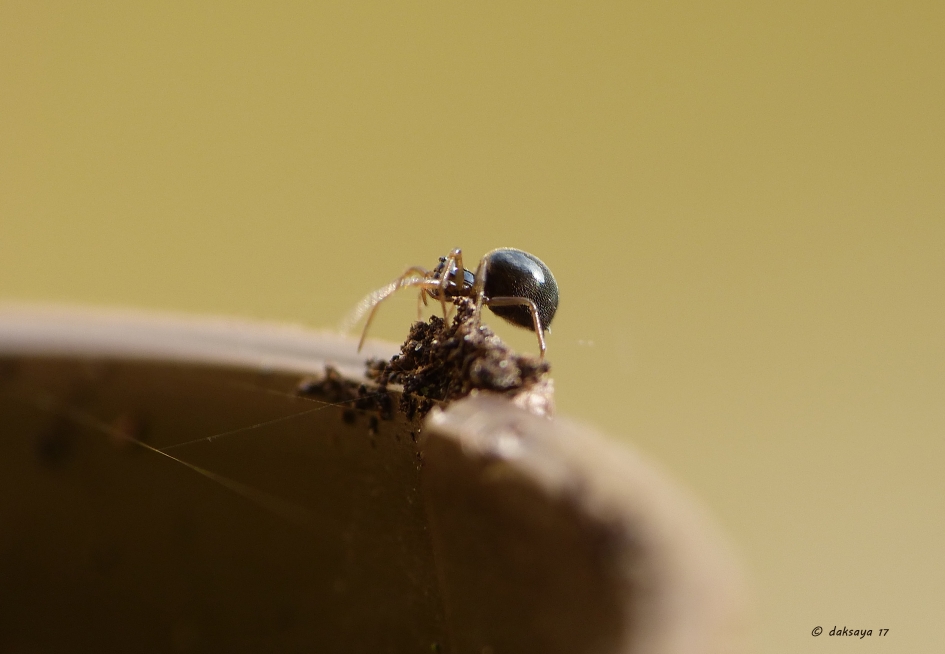 Spinnetje - Geleedpotigen - 