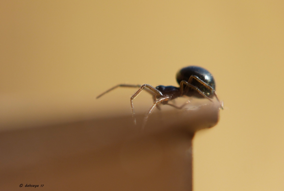 Spinnetje - Geleedpotigen - 