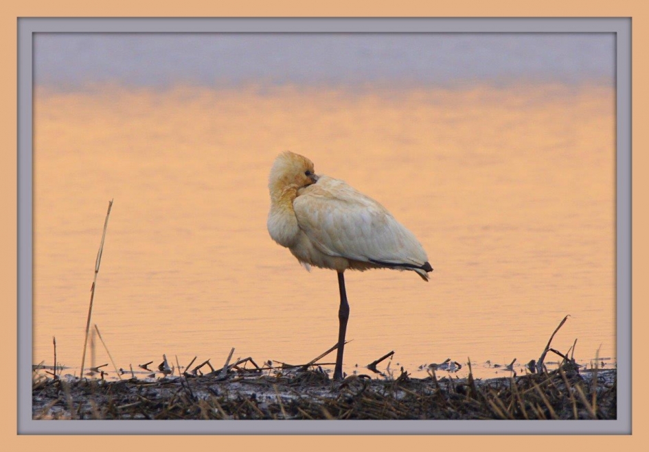 SSSSSSSSSSt ik slaap nog niet - Vogels - Lepelaar